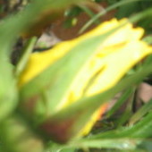 żółta róża