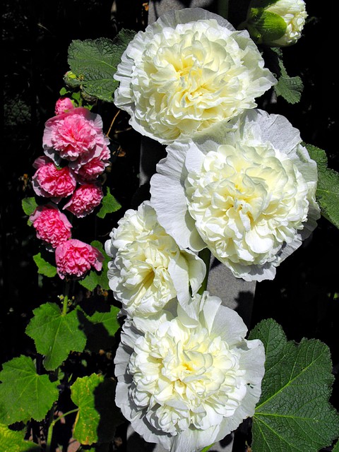 Biała z różową w tle :-)