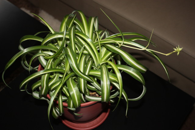 Chlorophytum comosum Bonnie