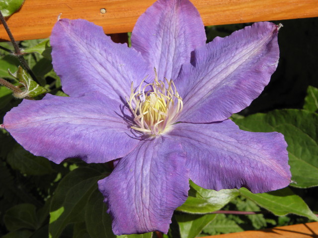 Clematis ‘Vyvyan Pennell’