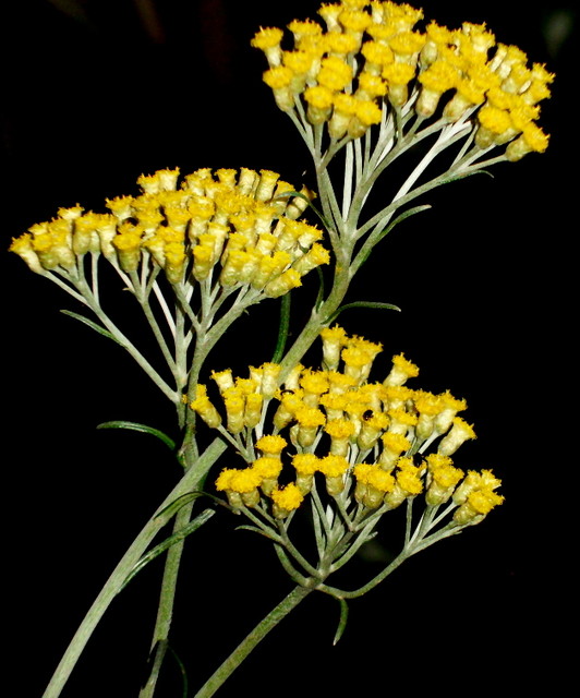 Curry plant/Helichrysum italicum/