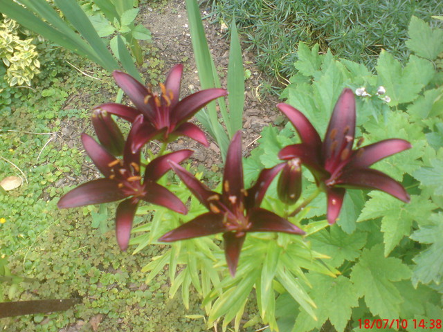 czarne lilie