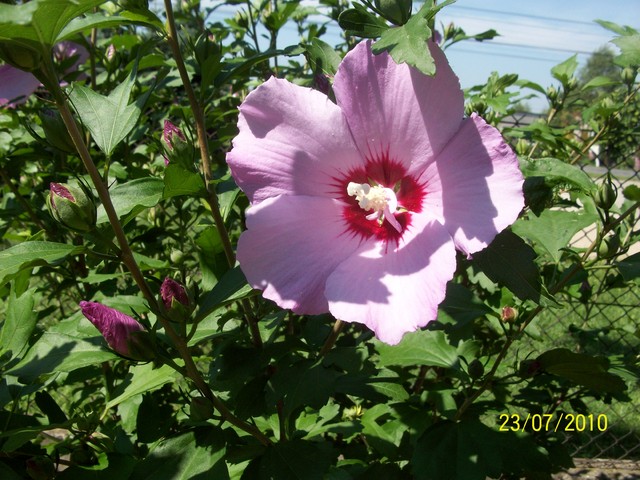hibiskus 1 kwiat !:))