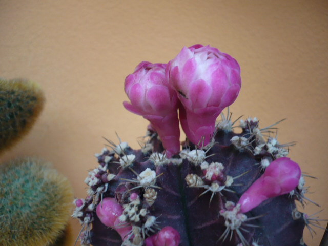 Kaktusik zaczyna kwitnąć 