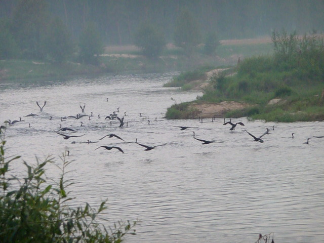 Kormorany ( rzeka Warta)
