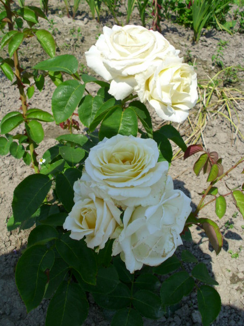 Królowa ogrodu... róża biała
