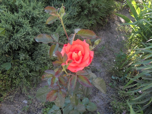 moja róża
