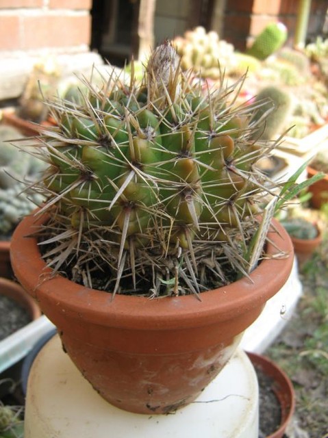 Notocactus Subammulosus