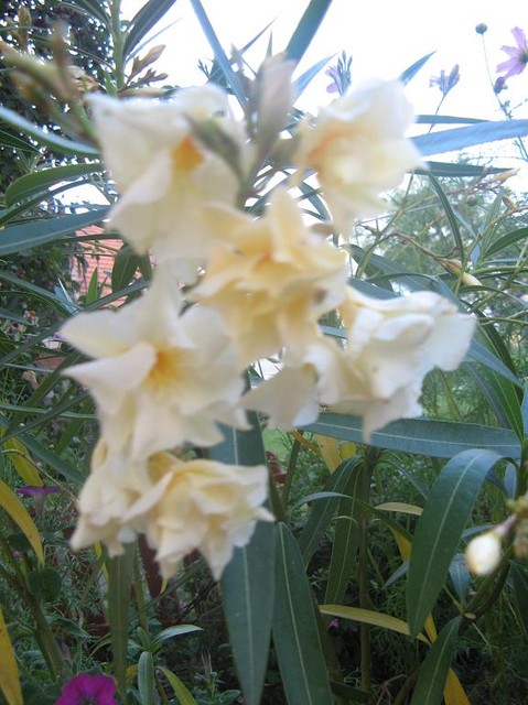 oleander- biały