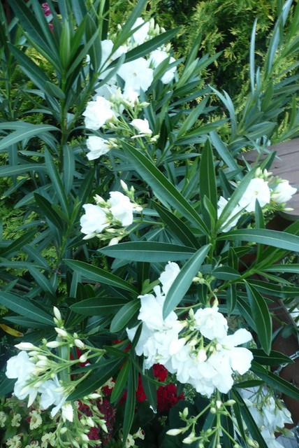 oleander biały