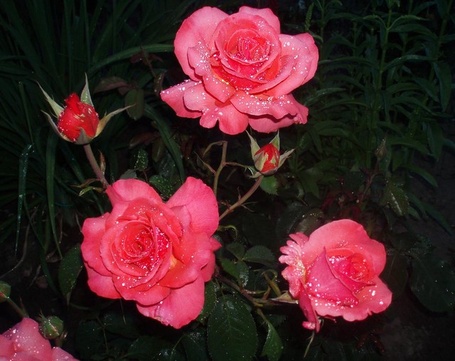 Piękne róże z kropelkami deszczu (padało zaledwie 5 min)
