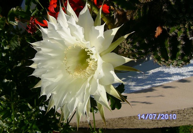 Piekny kwiat kaktusa.