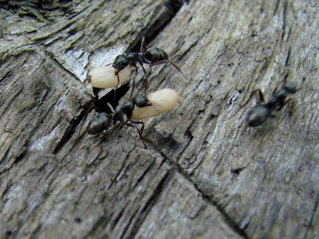 Pracowite mrówki.