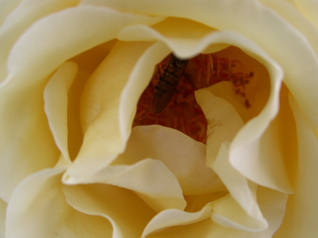 Pracowity owad w moje róży