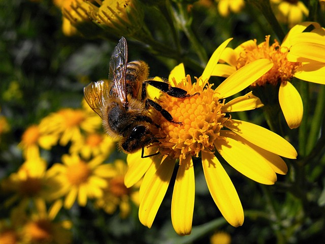 Pszczółka na obiadku ;-)