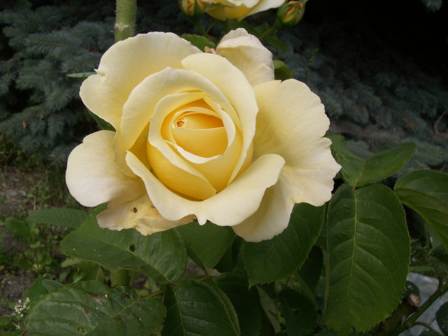 Róża kremowa z bliska:)