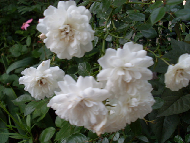 Róża miniatura biała