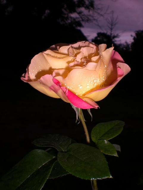 Róża nocą.Dla wszystkich którzy kochają te kwiaty.I dla tej Jednej jedynej osoby.
