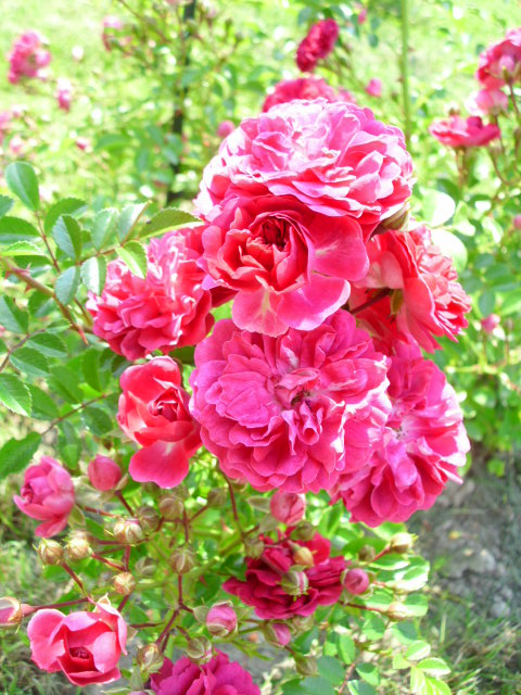Róża różowa pnąca