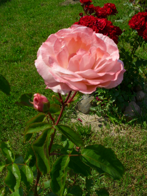 Róża różowa rabatowa
