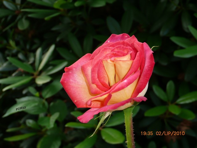 Róża