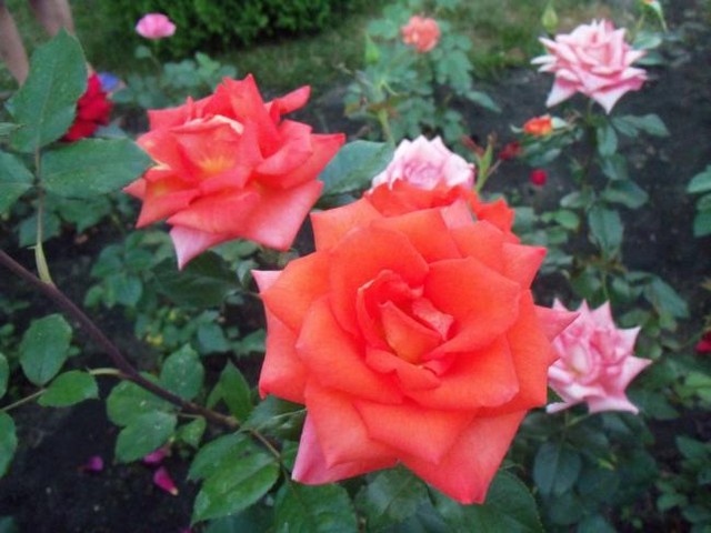 Róża)))