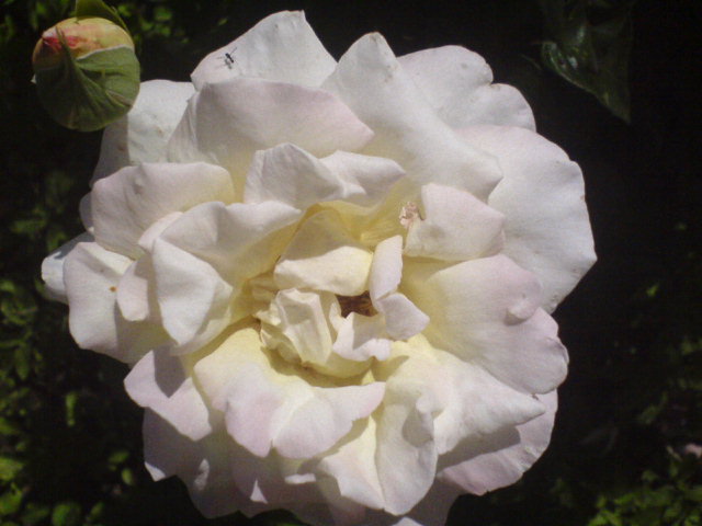 Róza