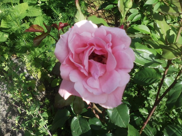 Róża:)