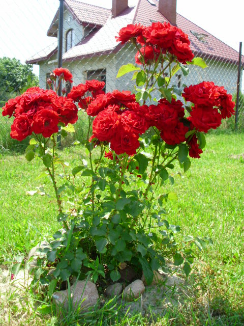 Róże czerwone rabatowe