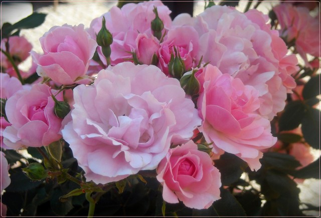 Róże różowe dla Czesi - solenizantce dzisiejszej