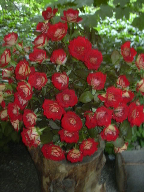 Róże z ogrodu botanicznego
