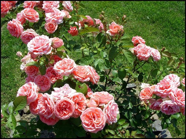 Różowa rabatowa :)