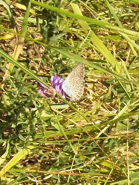 Śledziłam niebieskiego motyla ale złożył skrzydła!