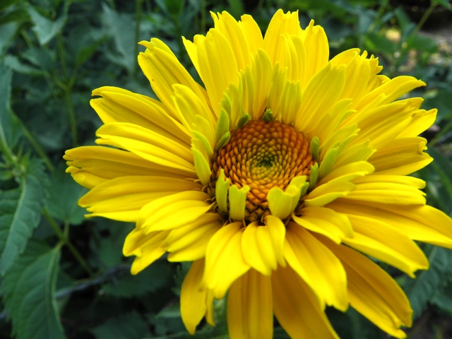słoneczny kwiat