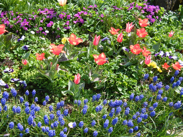 szafirki,tulipany..wczesna wiosna