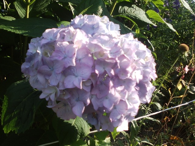 Trzeci kwiat hortensji :)