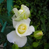 Biala rózyczka kwitnie