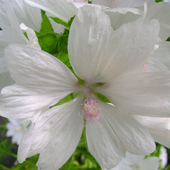 biały delikatny kwiatek