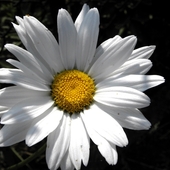 bialy kwiat
