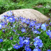 błękit kwiatów :) 