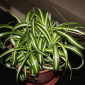 Chlorophytum comosum Bonnie