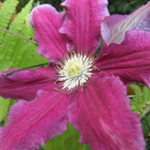Clematis  ,,HANIA ''