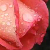 deszczowa różyczka