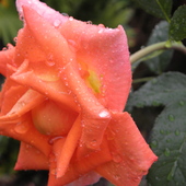 Deszczowa różyczka