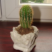 kaktusik :)