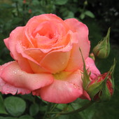kropelki deszczu na płatkach róż