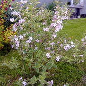 Krzewuszka-variegata