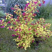 Krzewuszka-żółty liść,czerwony kwiat