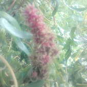 kwiat wierzby mandżurskiej