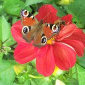 Kwiatki,motylki dla Was drodzy Galeriowicze:-))